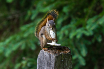 Red squirrel, Sciurus vulgaris, sitting on a tree trunk eating a nut