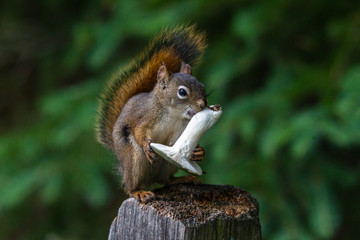 Red squirrel, Sciurus vulgaris, sitting on a tree trunk eating a nut