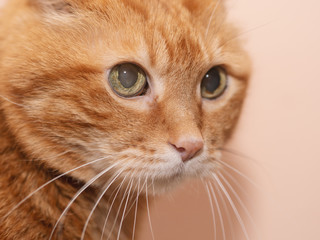 Lovely red cat. Soft focus.