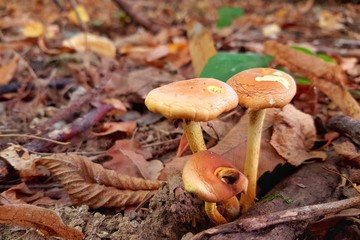 Les plaisirs de l'automne en forêt !