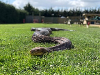 reticulated python