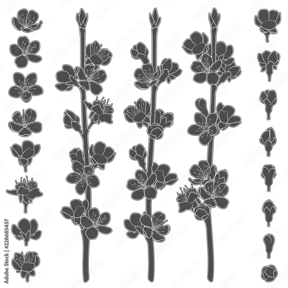 Poster set of black and white images with blossoming spring branches. isolated vector objects on white back