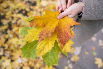 Outdoor yellow, red and green autumn leaves in the hands of a girl.