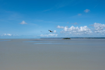 One seagull flying in the blue sky. Normandy, France.