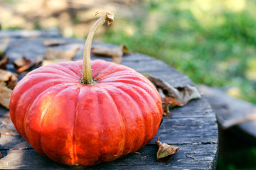 Bright orange pumpkin on an old wooden gray table with dry autumn leaves close up