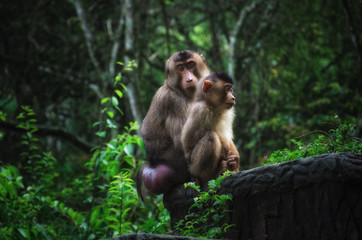 Female Southern pig-tailed macaque sitting with adolescent on a ledge in a North Sumatran jungle