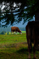 Cow. Montenegro, Durmitor National Park