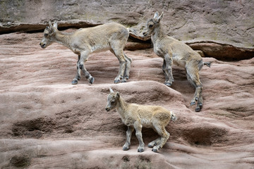 Three young alpine ibexes climbing on a mountain