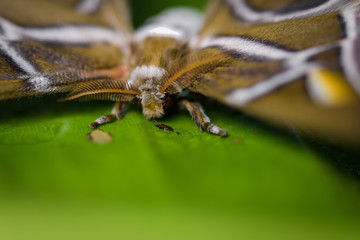 Atlas moth on a banana leaf