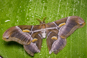 Atlas moth on a banana leaf