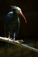 Bald ibis sitting on a branch