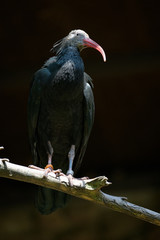Bald ibis sitting on a branch
