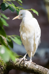 Closeup of a cattle egret