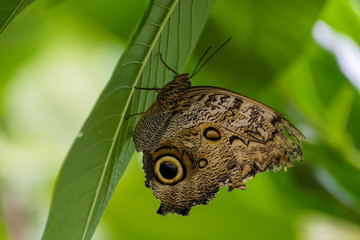 Blue morpho butterfly sitting on the underside of a leaf