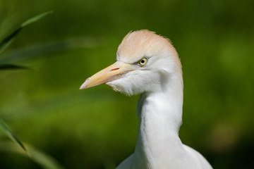Closeup of a cattle egret