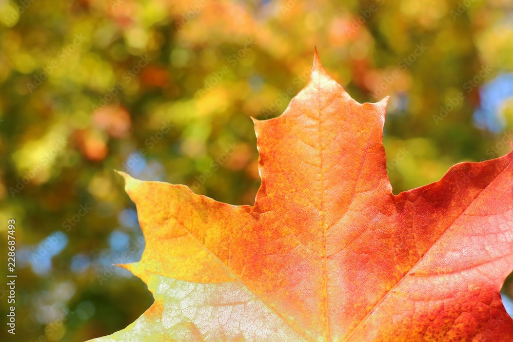 Wall mural red maple leaf with blurred of colorful tree leaves background. nature in autumn background concept.