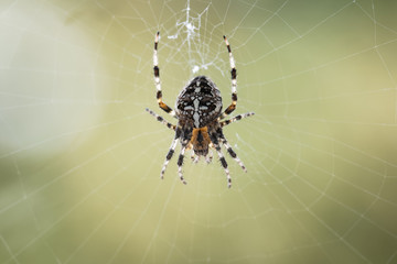 Cross spider in its web