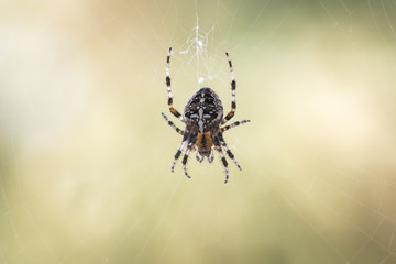 Cross spider in its web