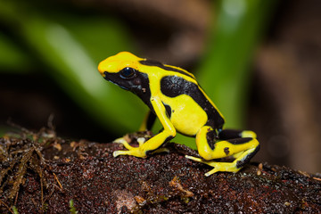 Dyeing poison dart frog 
