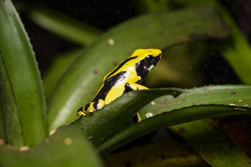 Dyeing poison dart frog 