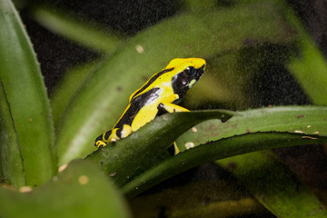 Dyeing poison dart frog 