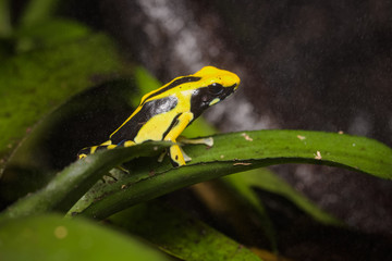 Dyeing poison dart frog 