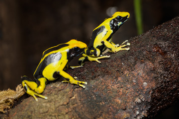 Dyeing poison dart frog 