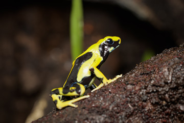 Dyeing poison dart frog 