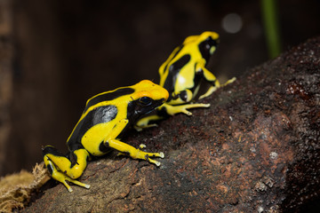 Dyeing poison dart frog 
