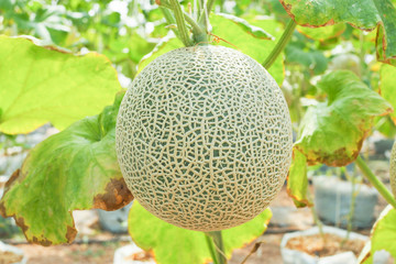 Japanese green cantaloupe. Fresh melon on tree in garden. selective focus