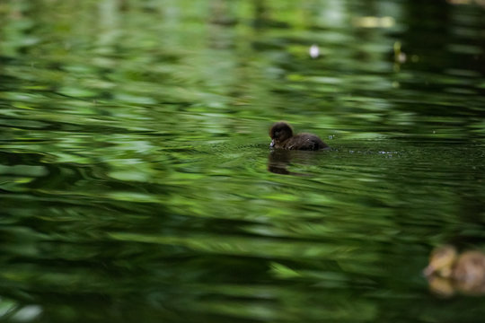 Pochard duckling on a lake