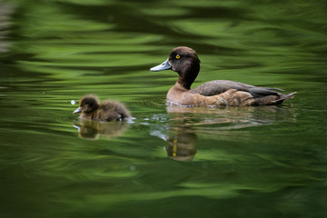 Female pochard with young ducklings on a lake