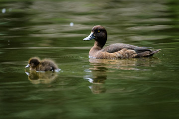 Female pochard with young ducklings on a lake