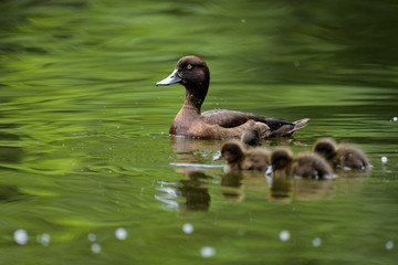 Female pochard with young ducklings on a lake