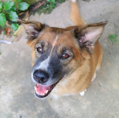 A cute brown and white dog smile and wagging the tail on the concrete floor. Soft focus. Animal concept.