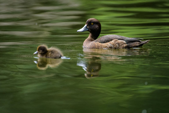 Female pochard with young ducklings on a lake