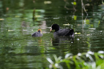 Eurasian coot with a young on a lake
