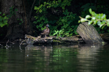 Female pochard sitting on a log
