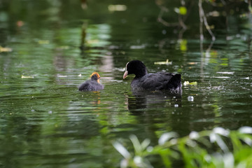 Eurasian coot with a young on a lake