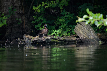 Female pochard sitting on a log