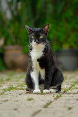 Black and white cat sitting on floor