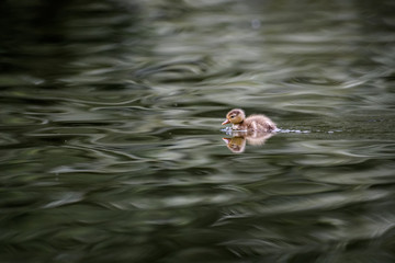 Duckling on a lake