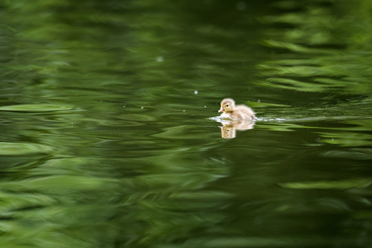 Young duckling swimming on a lake