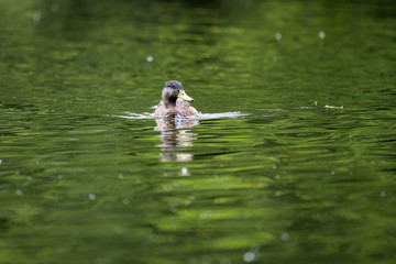 Male mallard duck on a lake