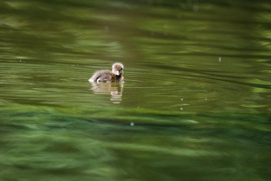 Duckling on a lake