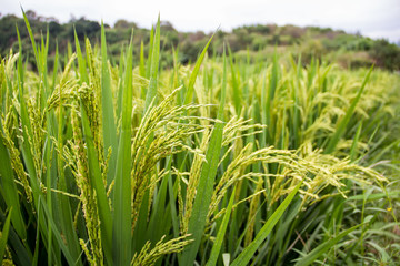 Rice in paddy fields