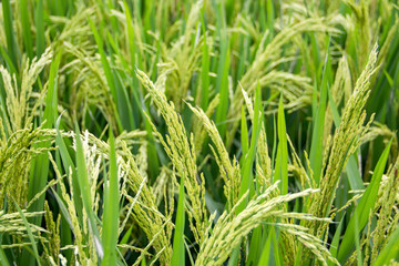 Rice in paddy fields