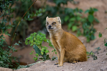 Closeup of a fox mongoose