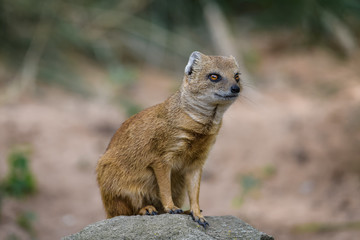 Closeup of a fox mongoose