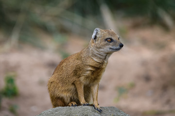 Naklejka na ściany i meble Closeup of a fox mongoose